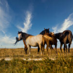 Herd of horses grazing on the pasture under a beautiful sky