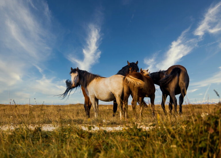 Herd of horses grazing on the pasture under a beautiful sky